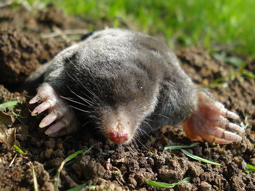 Get Rid of Ground Moles