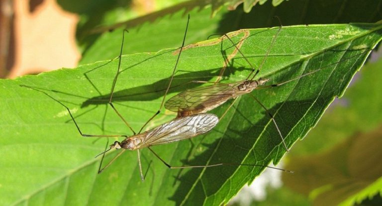 How to get rid of crane flies