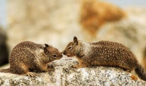 How to get rid of ground squirrels