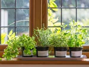 herbs indoors