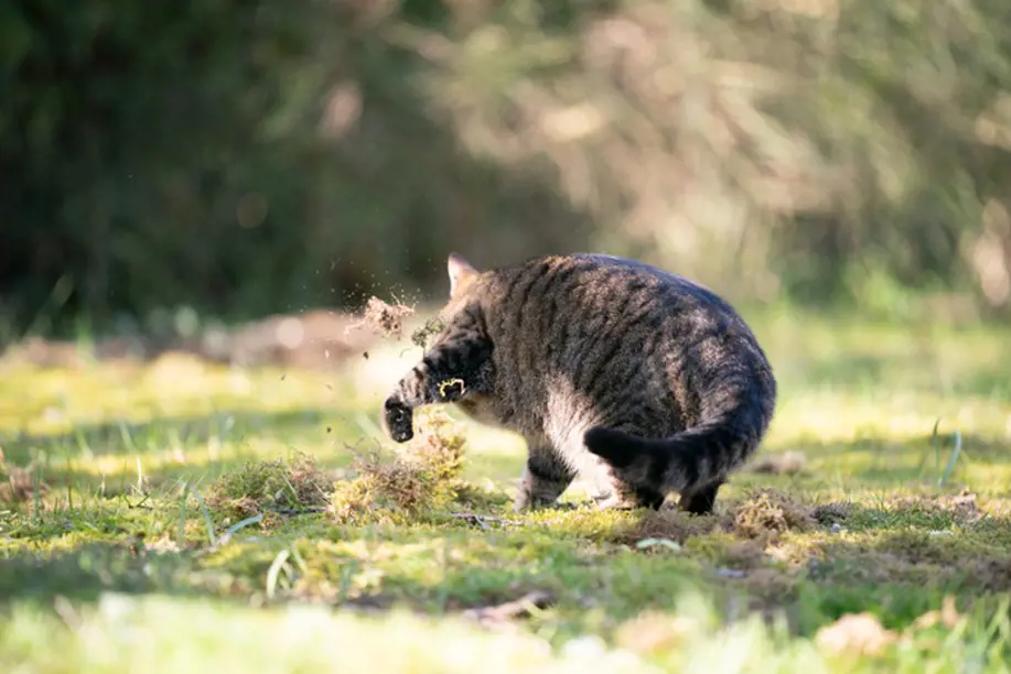 Why do cats dig holes to pee