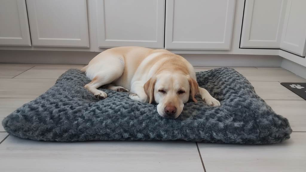 Happy Labrador resting on KSIIA deluxe plush bed in a home setting